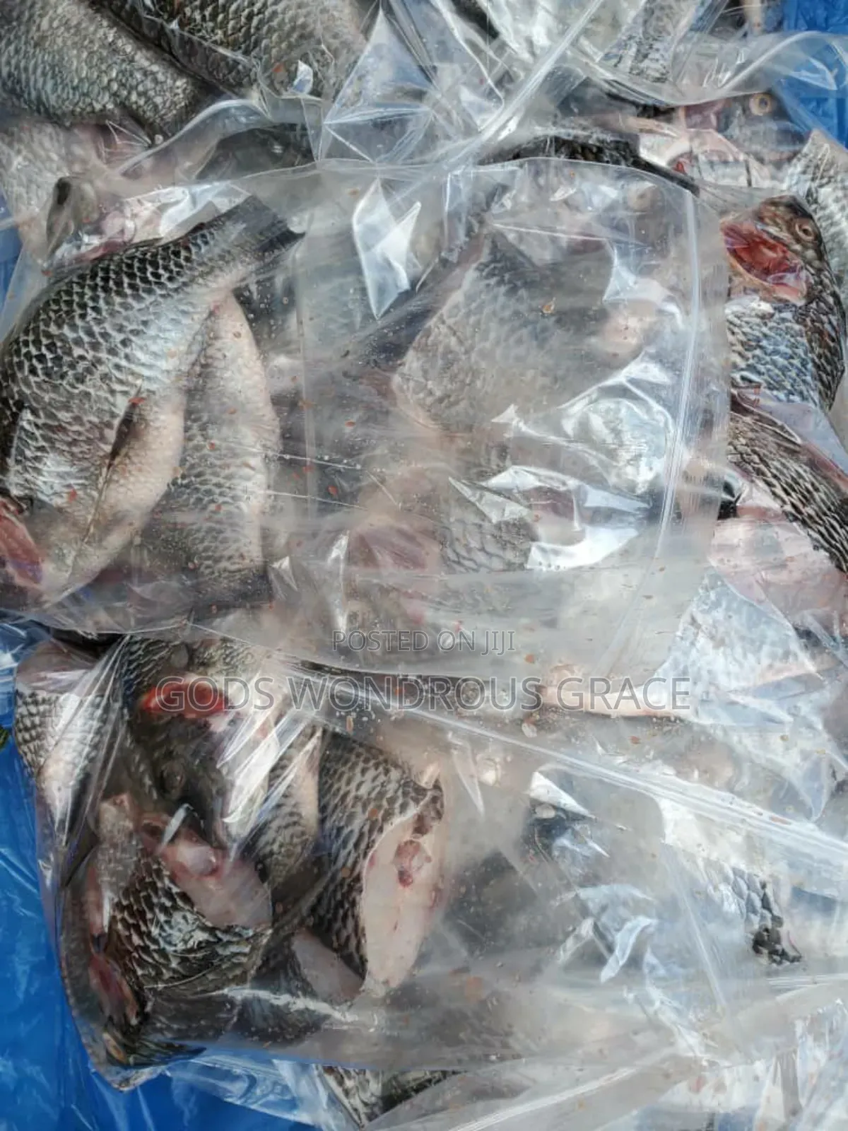 Volta Catch Tilapia