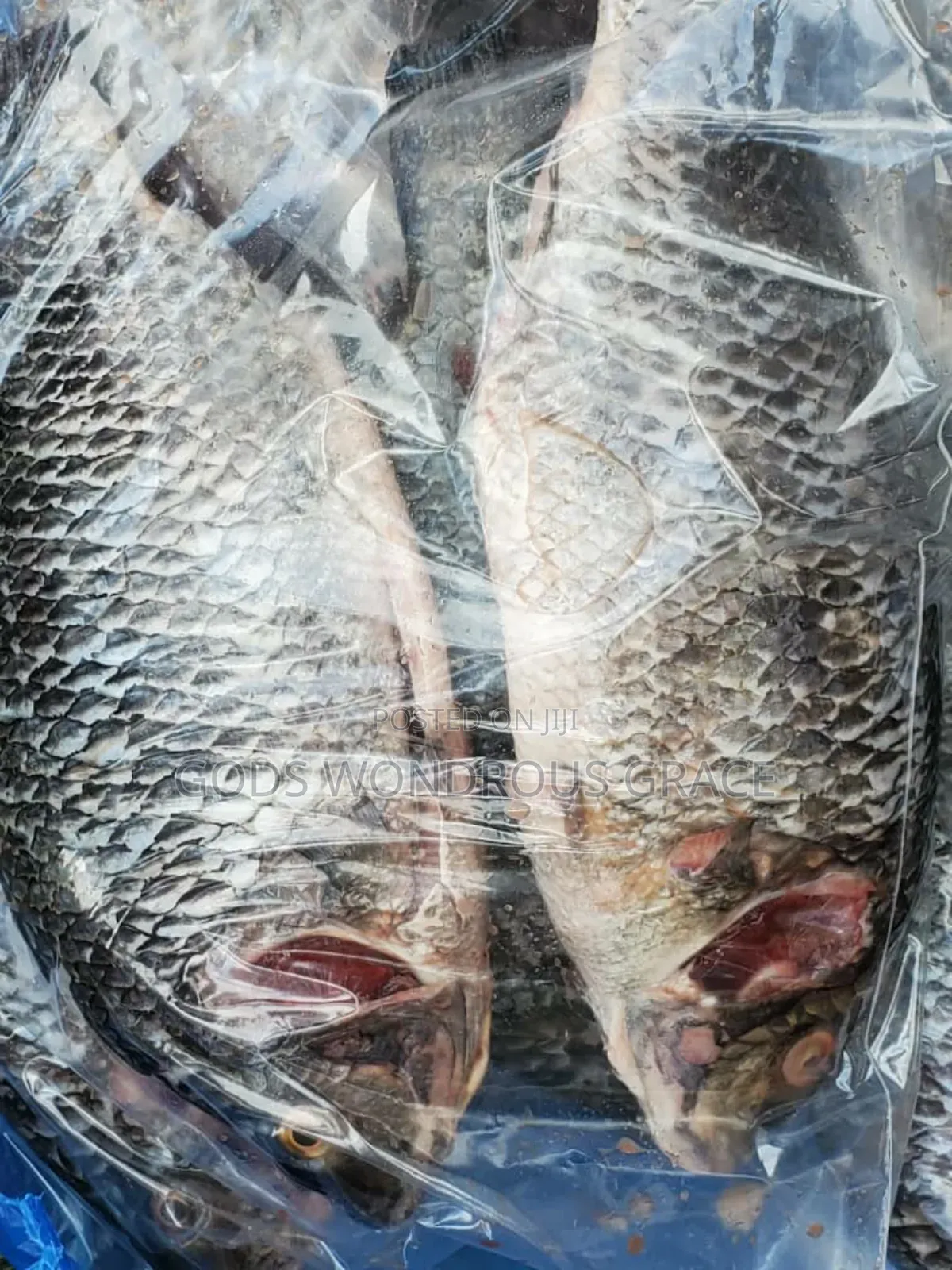 Volta Catch Tilapia