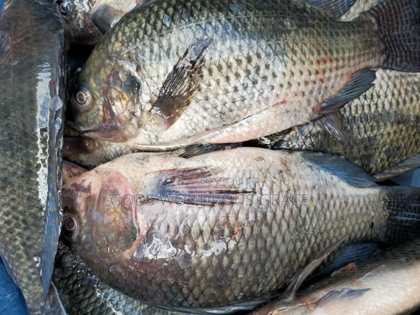 Volta Catch Tilapia