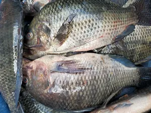 Volta Catch Tilapia