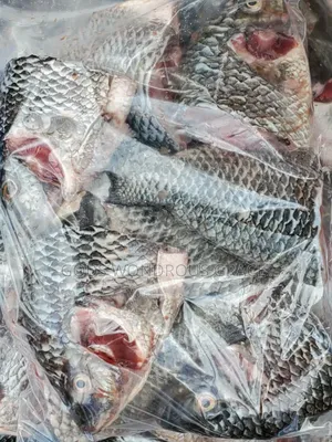 Volta Catch Tilapia