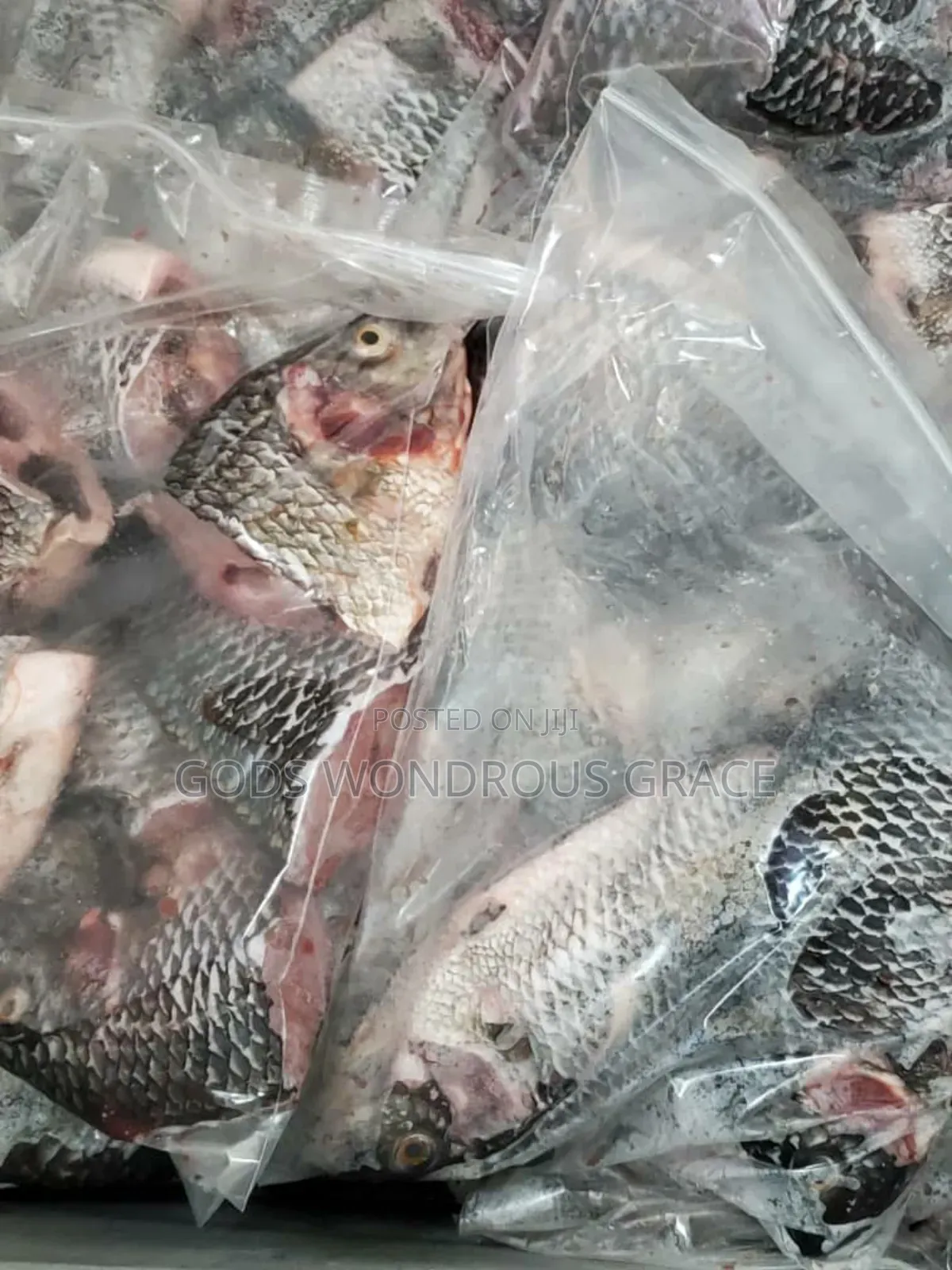 Volta Catch Tilapia
