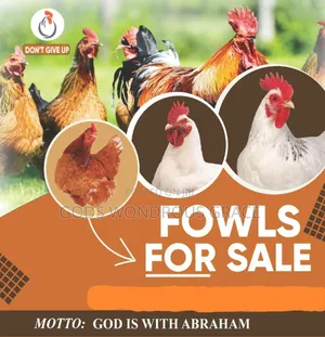 Fowls for Sale