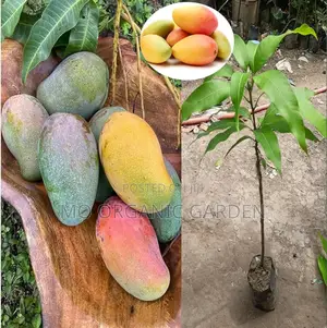 Valencia Mango Plant Seedling