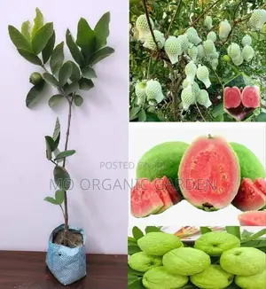 Pink Thai Guava Guava Seedlings/ Plant