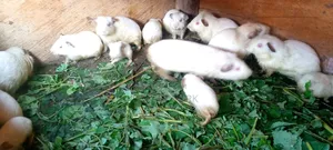 Local Guinea Pig