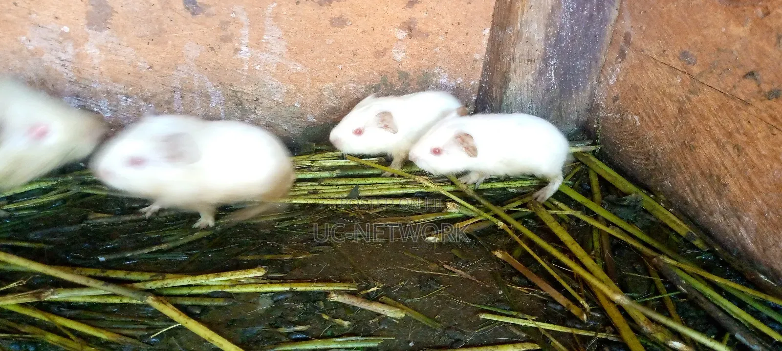 Local Guinea Pig