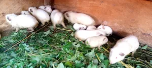Local Guinea Pig