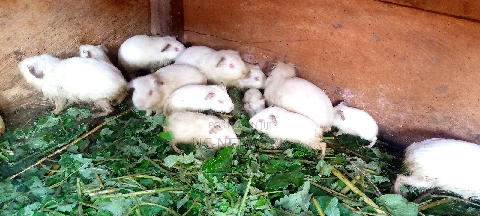 Local Guinea Pig