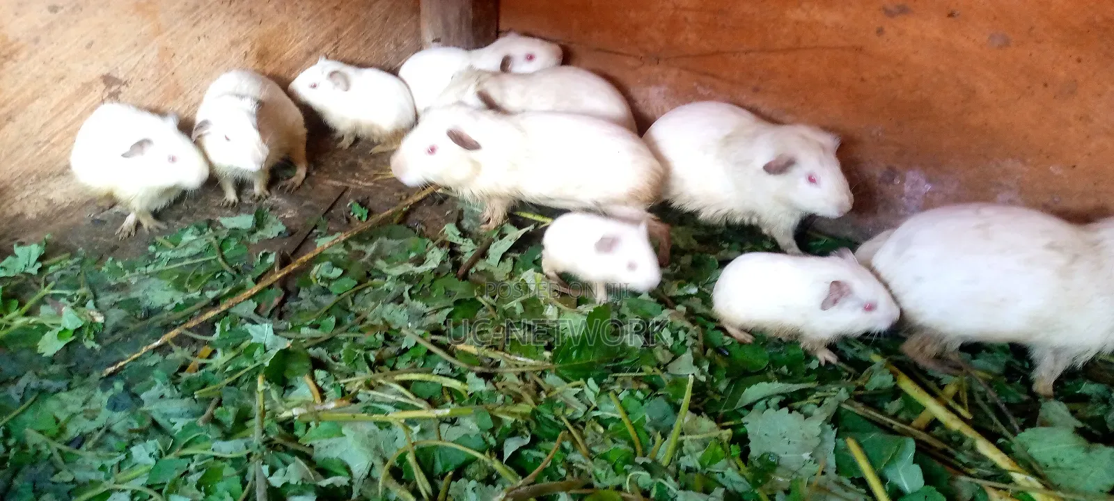 Local Guinea Pig