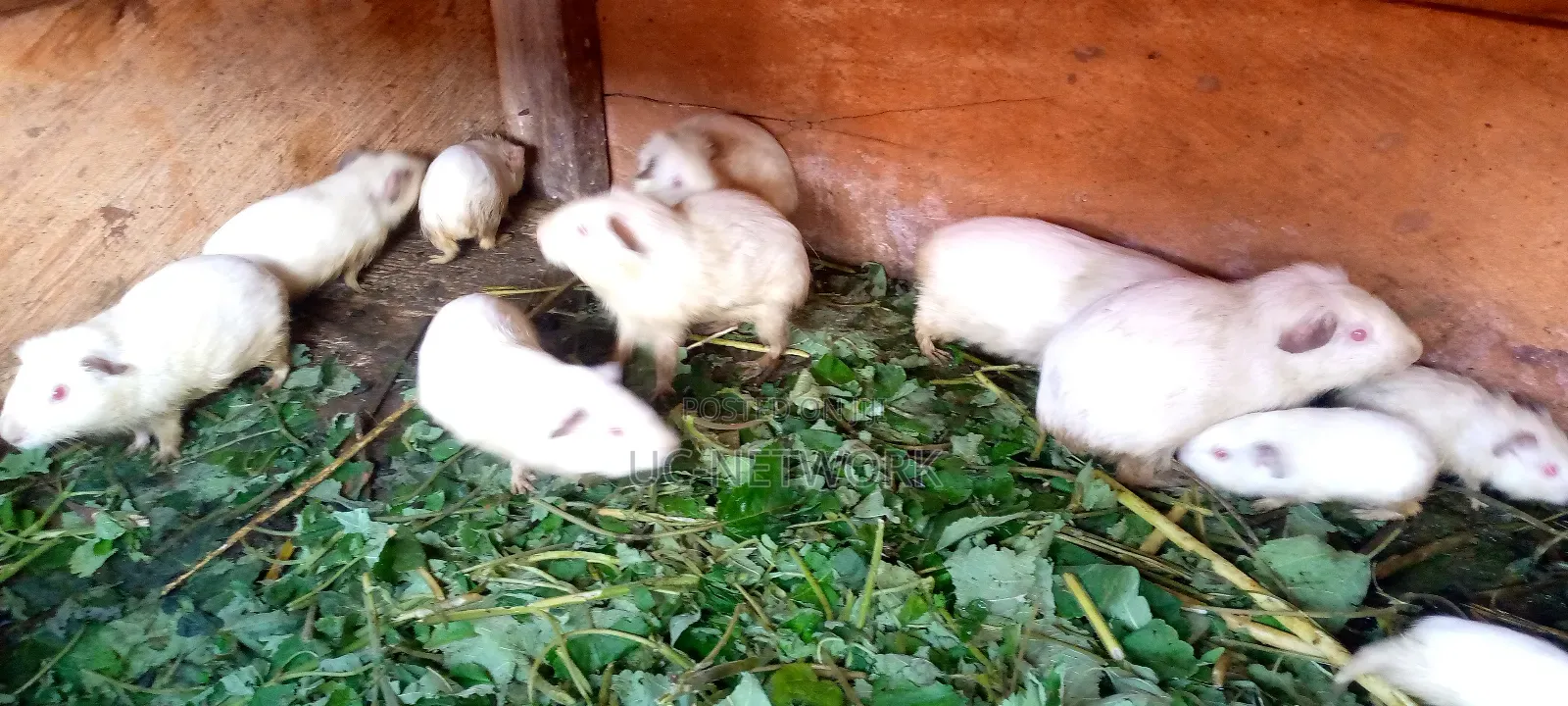 Local Guinea Pig
