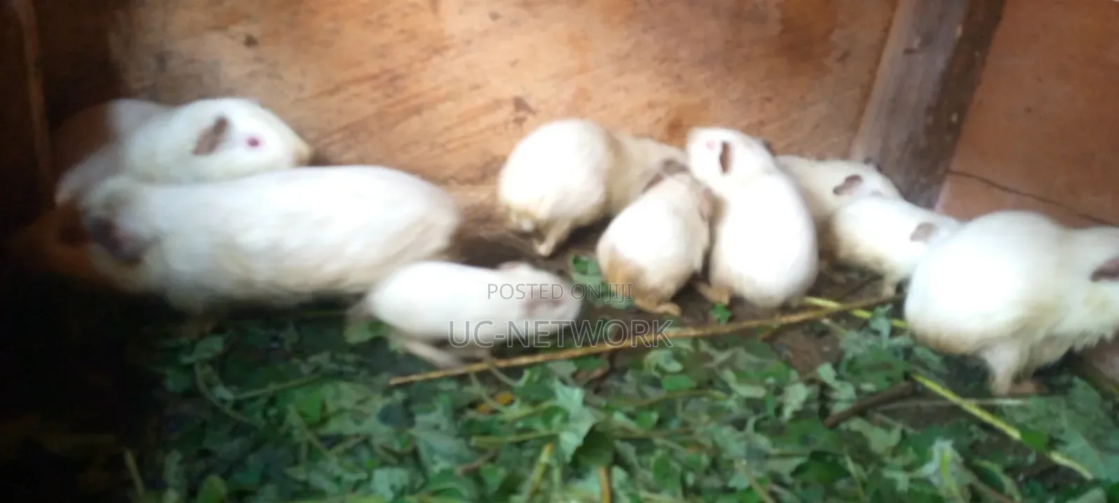 Local Guinea Pig