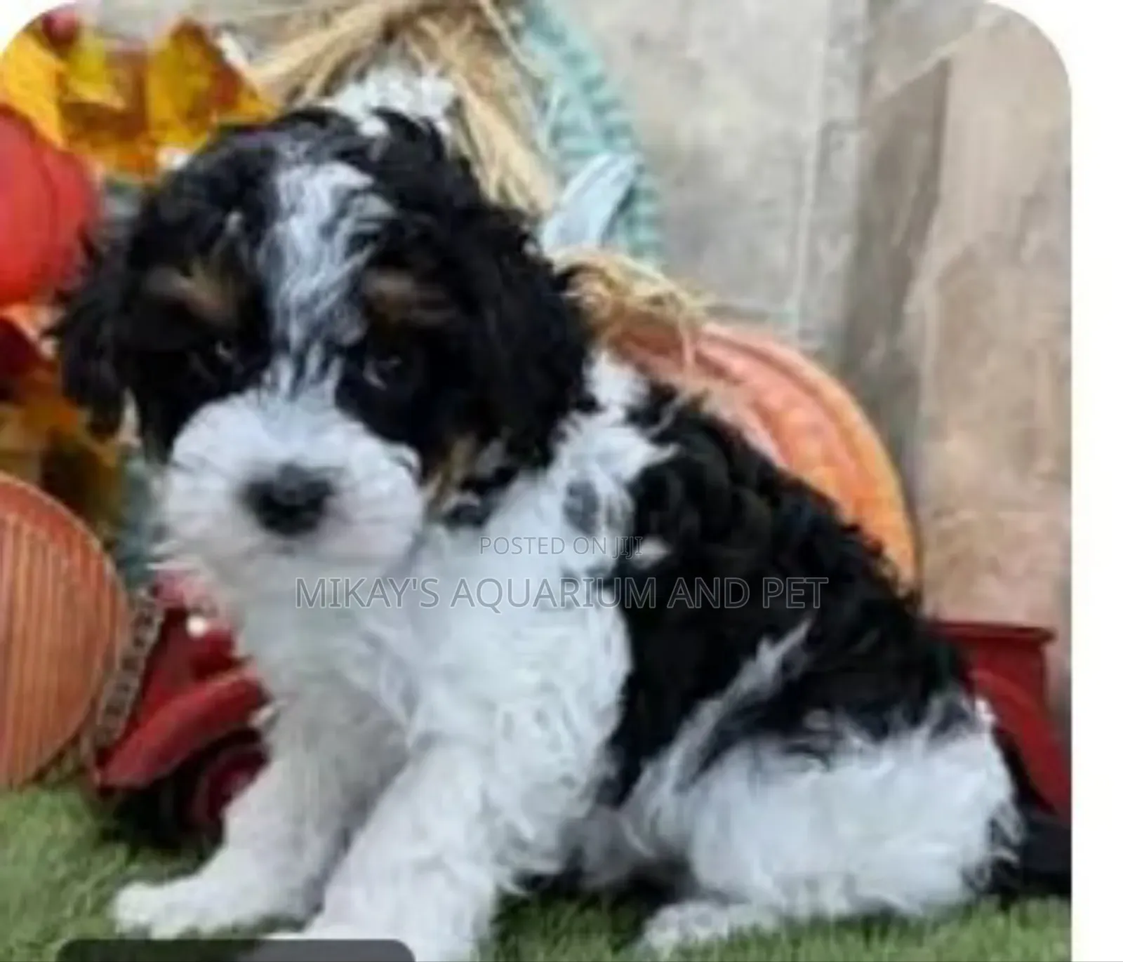 1-3 months Male Purebred Poodle