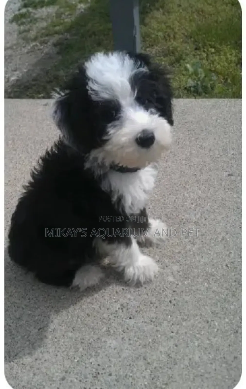 1-3 months Male Purebred Poodle