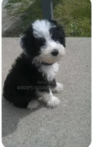 1-3 months Male Purebred Poodle