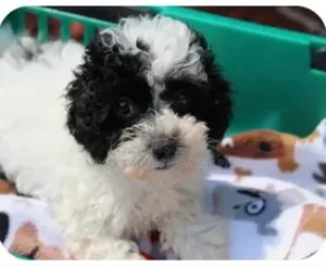 1-3 months Male Purebred Poodle