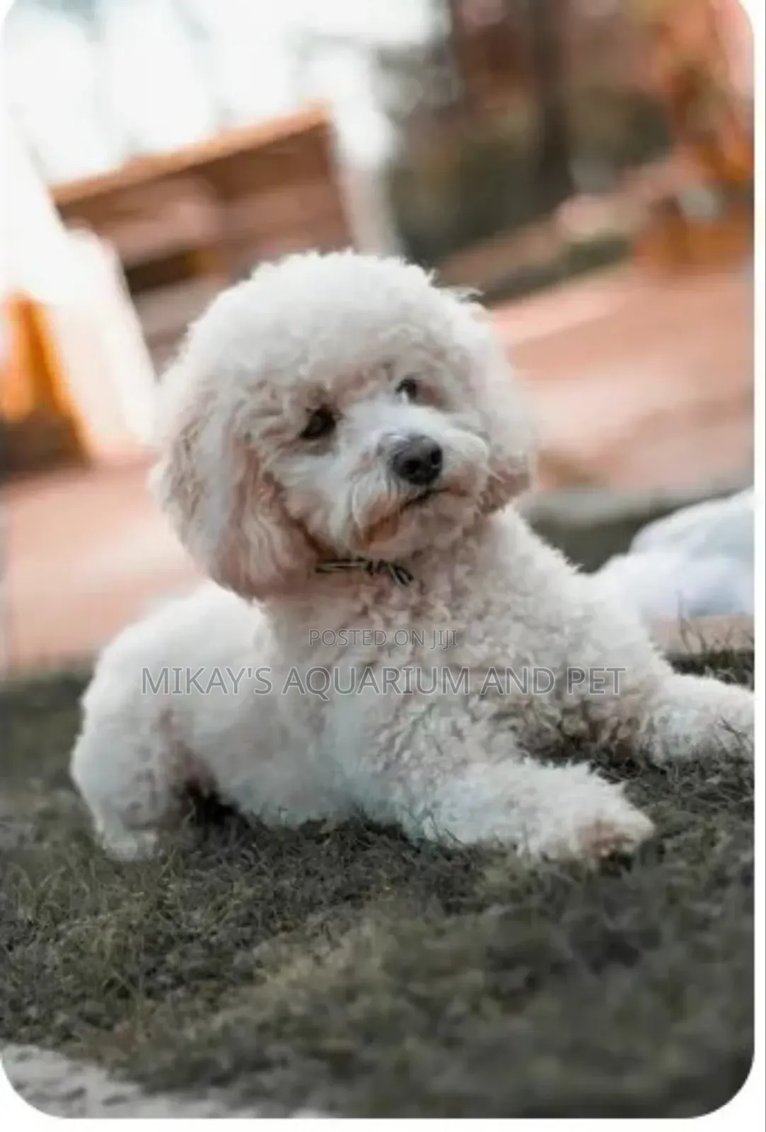 1-3 months Female Purebred Poodle