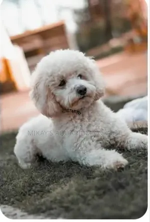 1-3 months Female Purebred Poodle