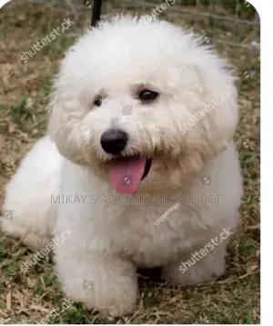 1-3 months Female Purebred Poodle
