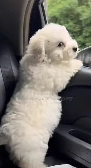 1-3 months Female Purebred Poodle