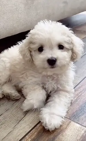 1-3 months Female Purebred Poodle