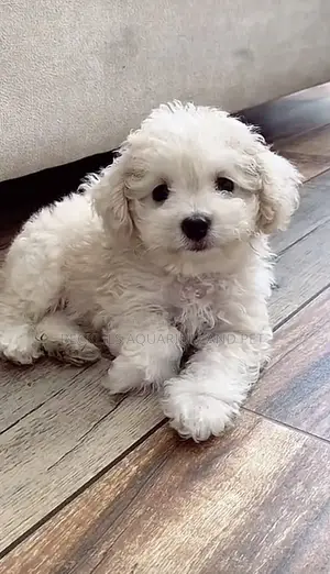 1-3 months Female Purebred Poodle