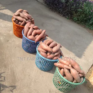 Orange Fleshed Sweet Potato Per Basket