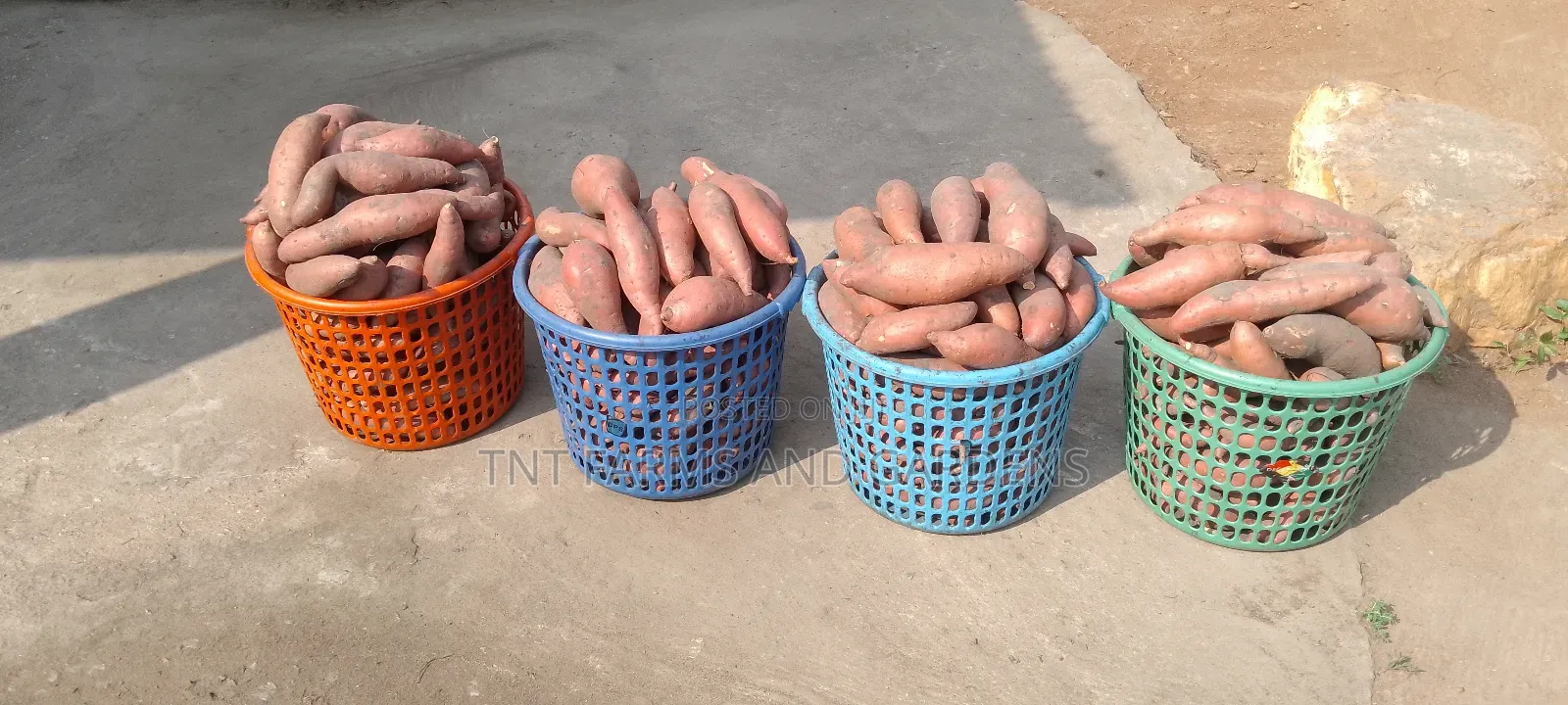 Orange Fleshed Sweet Potato Per Basket