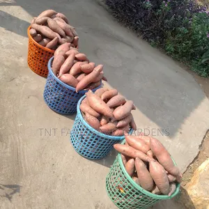 Orange Fleshed Sweet Potato Per Basket
