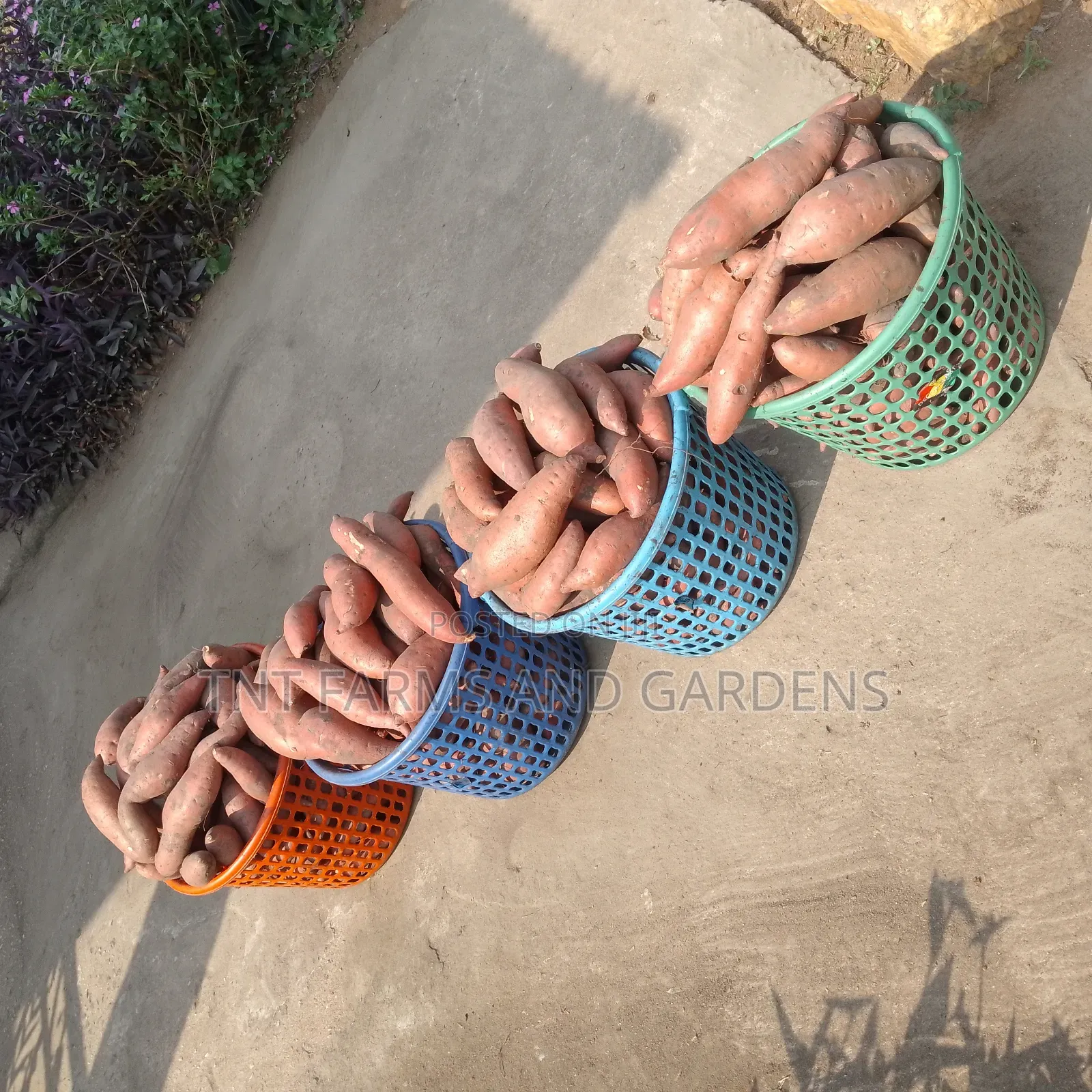 Orange Fleshed Sweet Potato Per Basket