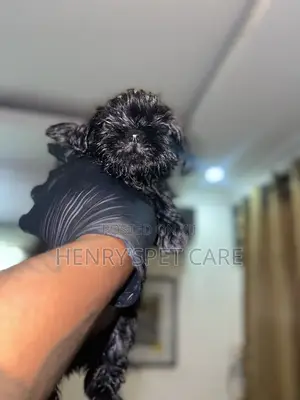 1-3 months Female Purebred Shih Tzu