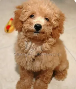 1-3 months Female Purebred Poodle