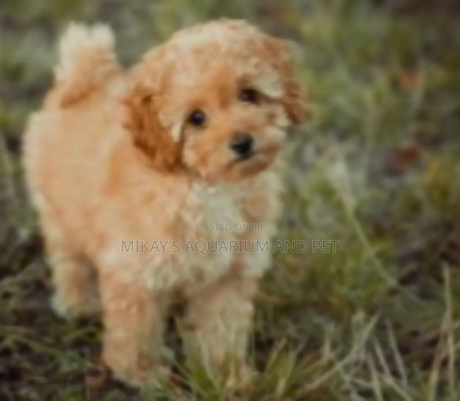 1-3 months Female Purebred Poodle