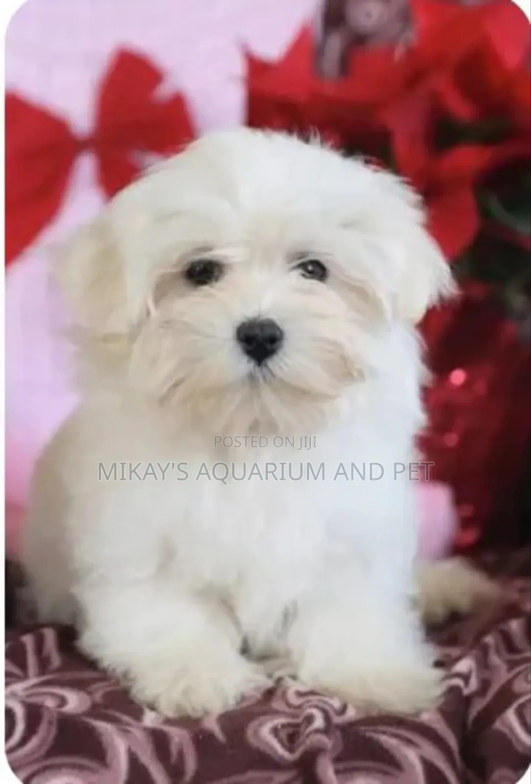 1-3 months Female Purebred Poodle
