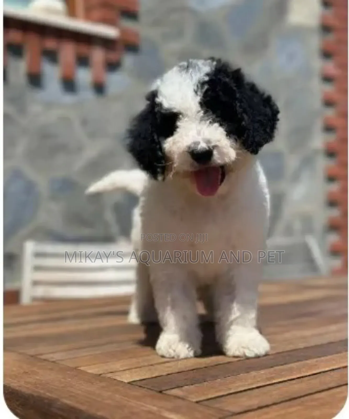 1-3 months Female Purebred Poodle