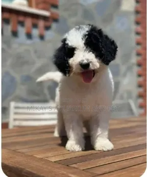 1-3 months Female Purebred Poodle