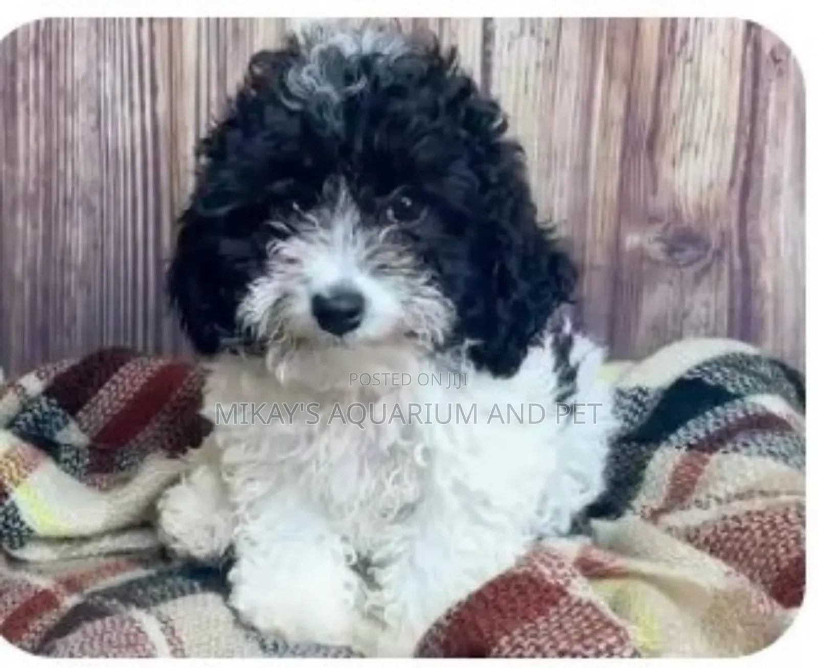 1-3 months Male Mixed Breed Poodle