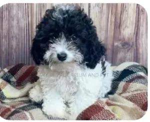 1-3 months Male Mixed Breed Poodle