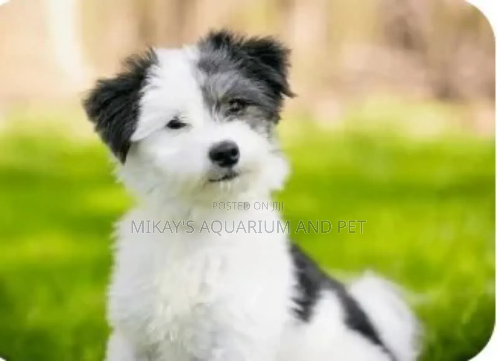 1-3 months Male Mixed Breed Poodle