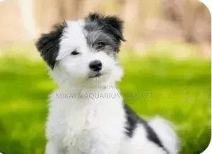 1-3 months Male Mixed Breed Poodle