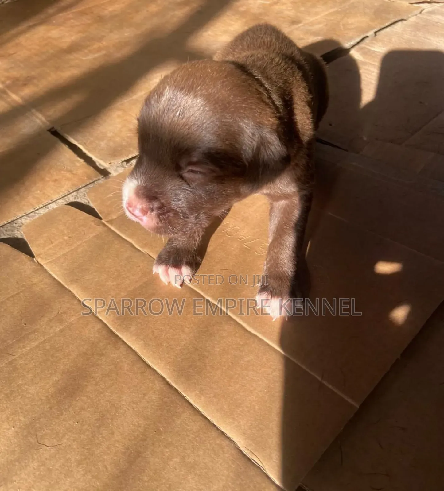 1-3 months Female Purebred Labrador Retriever