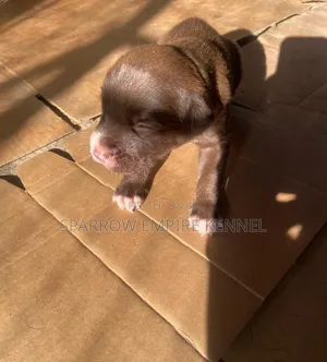 1-3 months Female Purebred Labrador Retriever