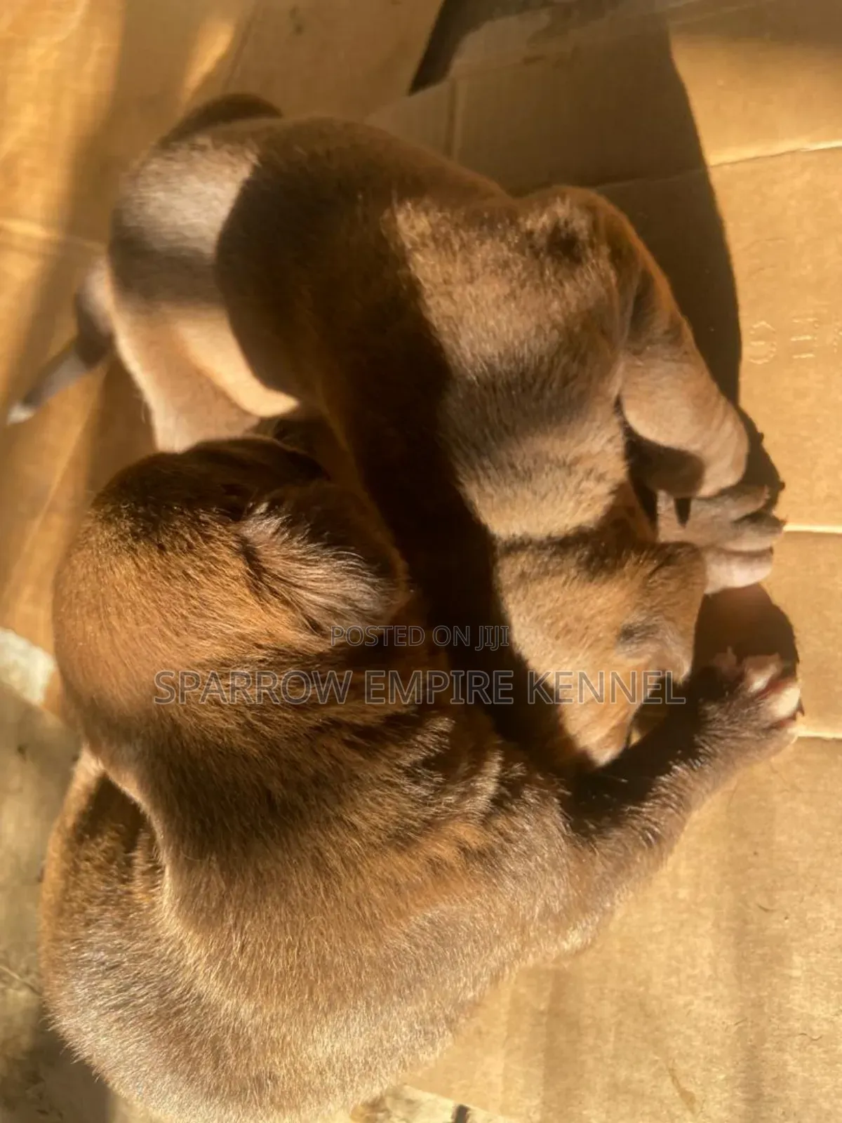 1-3 months Female Purebred Labrador Retriever