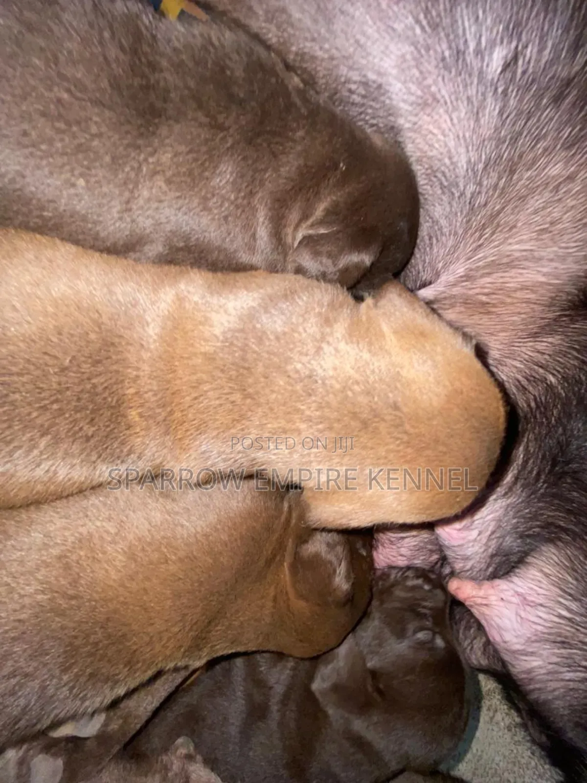 1-3 months Female Purebred Labrador Retriever
