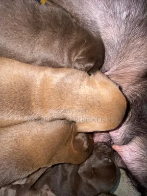 1-3 months Female Purebred Labrador Retriever