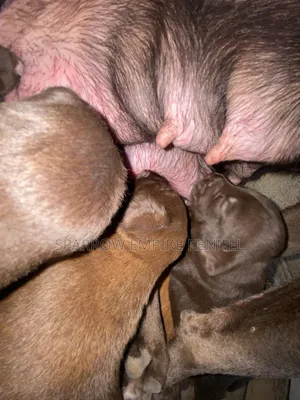 1-3 months Female Purebred Labrador Retriever
