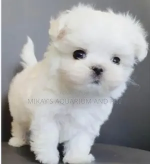 1-3 months Female Purebred Maltese