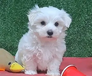 1-3 months Female Purebred Maltese