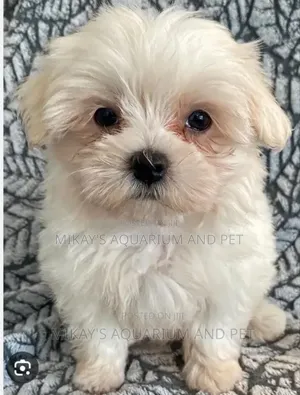 1-3 months Female Purebred Maltese