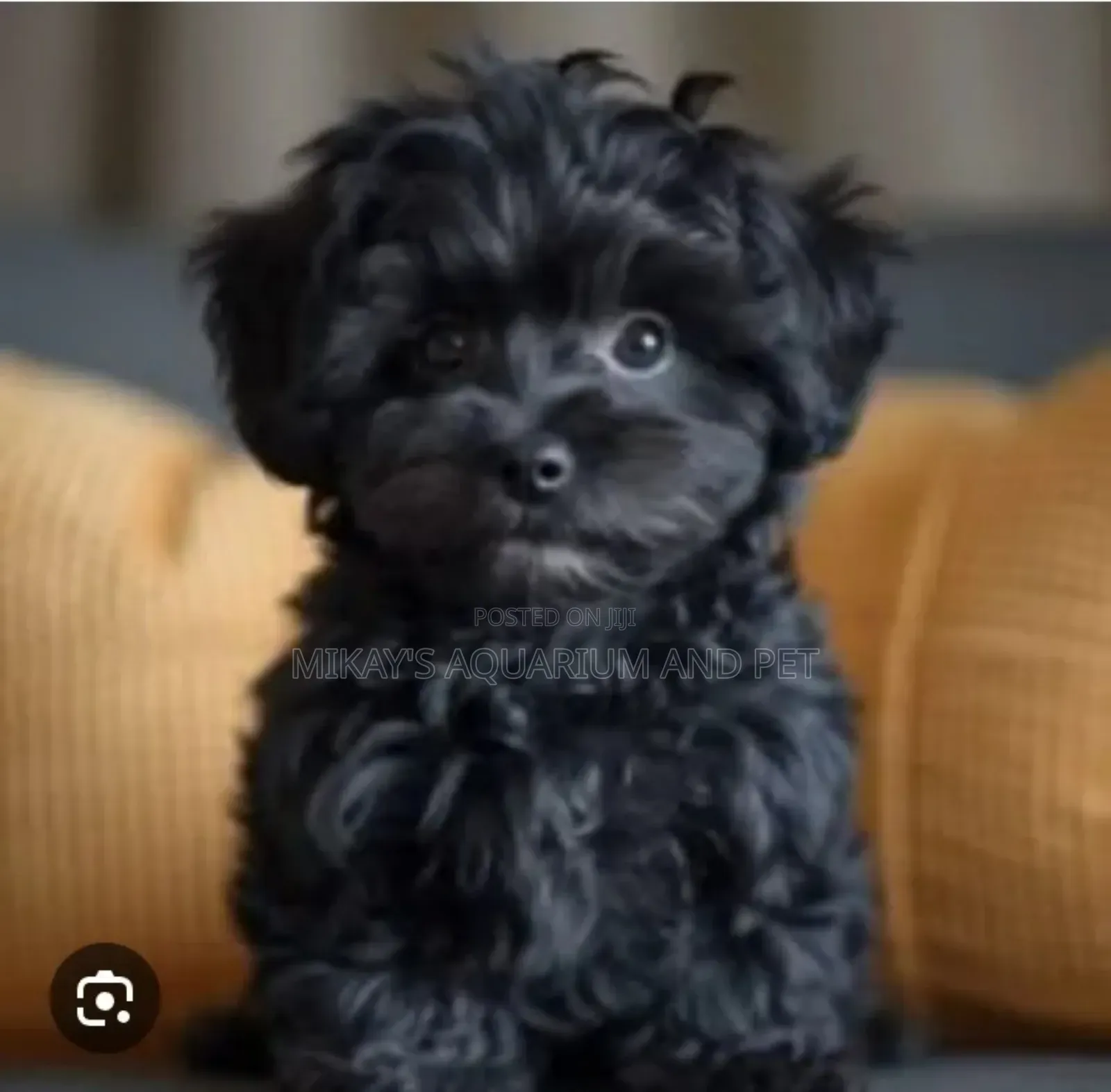 1-3 months Female Purebred Maltese